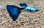 Blue tail Galaxy rasguppen, Vis