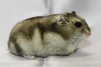 Gezocht russiche dwerghamster, Dieren en Toebehoren, Minder dan 60 cm, Kooi, Minder dan 75 cm, Ophalen of Verzenden