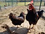 Broedeieren grote Barnevelder dubbelgezoomd, Dieren en Toebehoren, Pluimvee, Geslacht onbekend, Kip