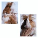 2 langharen beertjes, Dieren en Toebehoren, Knaagdieren, Cavia, Februari, Mannelijk, Tam