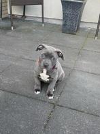 ‼️American Bully Blue Line teefje 2 maanden oud, is ingeënt, Parvo, 8 tot 15 weken, Teef, Bulldog