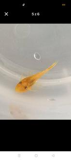 Ancistrus L 144 albino, Dieren en Toebehoren, Vis, Zoetwatervis
