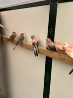 Bourke parkieten, Dieren en Toebehoren, Vogels | Parkieten en Papegaaien, Meerdere dieren, Parkiet
