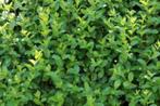 150 Groenblijvende Liguster Ligustrum ovalifolium 90–110 cm, Tuin en Terras, Planten | Struiken en Hagen, Ophalen of Verzenden