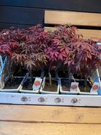 Acer Palmatum bonsai, Ophalen of Verzenden, Bloeit niet, Overige soorten, Halfschaduw