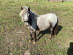 Mooie mini pony’s, Dieren en Toebehoren, Pony's, Meerdere dieren, A pony (tot 1.17m), Gechipt, 0 tot 2 jaar