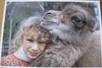 voor het kind - kind met kameel - 1974 - nieuw, Verzamelen, Ansichtkaarten | Dieren, Verzenden, 1960 tot 1980, Ongelopen, Wild dier