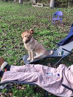 Herplaatsing Labrador teefje 7 maanden, Dieren en Toebehoren, Honden | Retrievers, Spaniëls en Waterhonden, Rabiës (hondsdolheid)