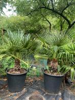 Chamaerops humilis cerifera dwergpalm 2 stuks, Lente, 100 tot 250 cm, Palmboom, Ophalen
