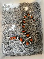 1.1 xenodon pulcher, Dieren en Toebehoren, Reptielen en Amfibieën, Slang, 0 tot 2 jaar