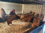 Sebright Goudzwartgezoomd, Dieren en Toebehoren, Pluimvee, Meerdere dieren, Kip