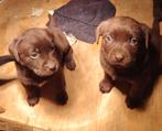 Lieve Labrador pupy, 8 tot 15 weken, Labrador retriever, Parvo, Meerdere