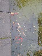 Vijvervissen, Goudvis(sen)