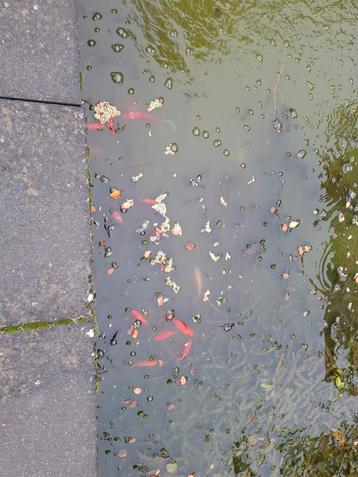 Vijvervissen beschikbaar voor biedingen