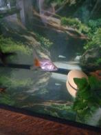 4 jonge sluierstaart goudvissen gratis, Dieren en Toebehoren, Vis