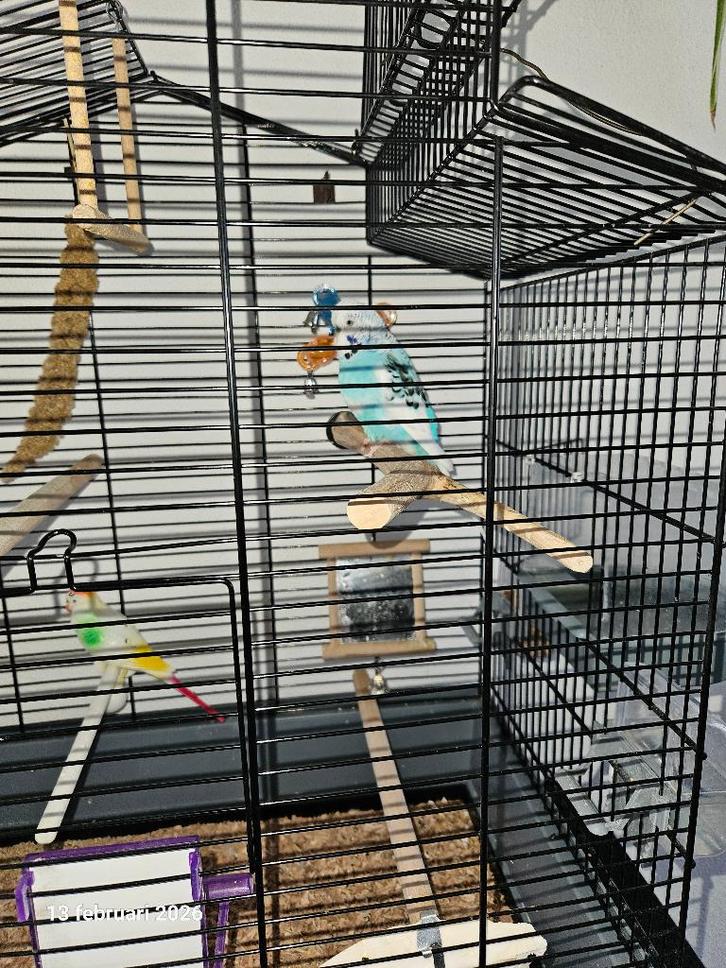 Parkiet met kooi, Dieren en Toebehoren, Vogels | Parkieten en Papegaaien, Parkiet, Mannelijk, Tam