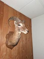 Moeflon opgezet, Ophalen of Verzenden, Zo goed als nieuw, Opgezet dier