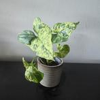 Syngonium Mottled Mojito, Huis en Inrichting, Kamerplanten, Ophalen, Overige soorten, Halfschaduw, In pot