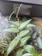 Procris Repens Stekje Plant, Huis en Inrichting, Kamerplanten, Ophalen, Overige soorten, Halfschaduw, In pot