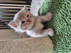 Prachtige raszuivere britse korthaar kittens lilac creme, Meerdere dieren, Ontwormd, 0 tot 2 jaar