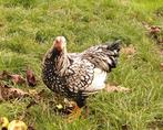 wyandotte haan, Dieren en Toebehoren, Pluimvee, Mannelijk, Kip