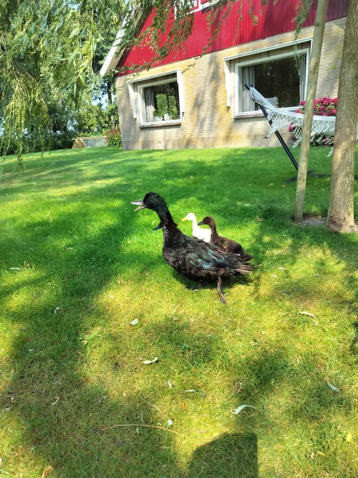 fleseenden, Dieren en Toebehoren, Vogels | Duiven, Overige soorten, Meerdere dieren