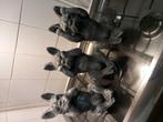 Mooie honden beeldjes 3 stuks prijs € 40.00, Ophalen of Verzenden, Zo goed als nieuw, Dier