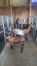 2 dwerggeitjes te koop, Dieren en Toebehoren, Meerdere dieren, Geit