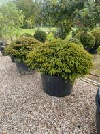 Taxus bollen leverbaar tot 200 cm doorsnede! Vanaf euro 35,-, Ophalen of Verzenden, Taxus, Struik, 100 tot 250 cm