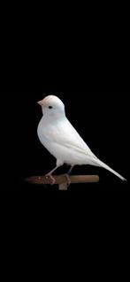 Wit kanaries gezocht, Dieren en Toebehoren, Vogels | Kanaries, Meerdere dieren