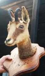 Opgezette Bok, Ophalen of Verzenden, Zo goed als nieuw, Wild dier, Beeldje of Figuurtje