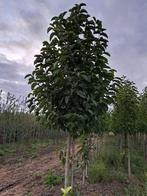 te koop magnolia kobus, Overige soorten, Lente, 250 tot 400 cm, Ophalen