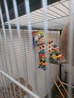 2 agapornissen te koop, Meerdere dieren, Dwergpapegaai of Agapornis