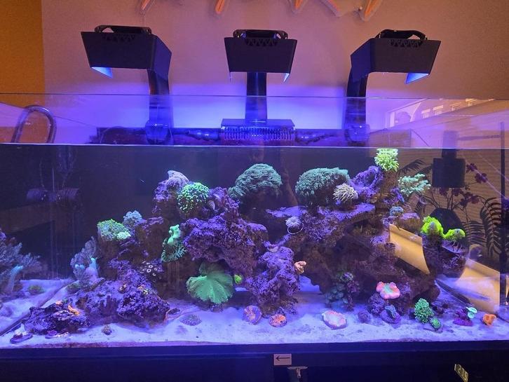 TE KOOP High End Zeeaquarium 600L (have is verkocht), Dieren en Toebehoren, Vissen | Aquaria en Toebehoren, Gevuld zeewateraquarium