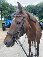 Rambo Micklem hoofdstel COB, Ophalen of Verzenden, Gebruikt, Recreatie