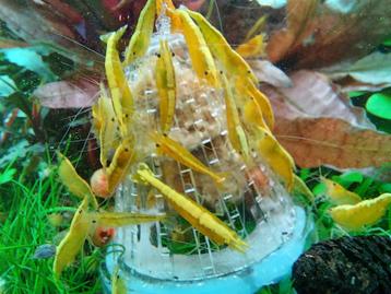 Prachtige Yellow neon backline neocaridina (gele garnalen) beschikbaar voor biedingen
