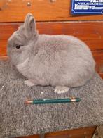 Raszuivere Kleurdwerg Feh, Dieren en Toebehoren, Konijnen, Mannelijk, Dwerg, 0 tot 2 jaar