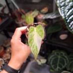 Monstera albo variegata, Huis en Inrichting, Kamerplanten, Ophalen of Verzenden, Halfschaduw, Minder dan 100 cm