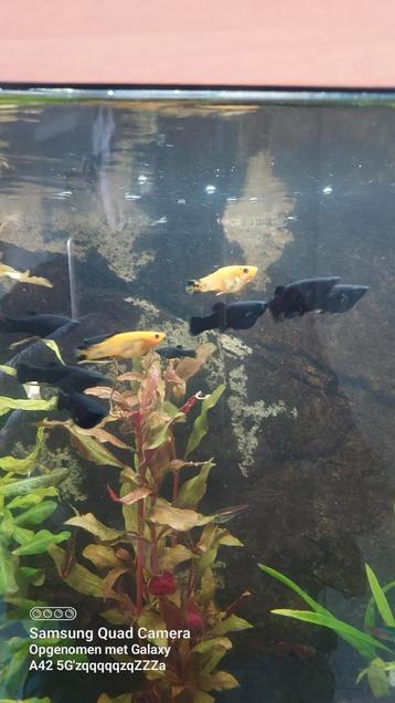 Black Mollys & Platys  beschikbaar voor biedingen