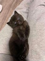 Raszuivere britse korthaar kittens, Dieren en Toebehoren, Katten en Kittens | Raskatten | Korthaar, Meerdere dieren, Ontwormd