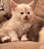 Maine coon kittens, Meerdere dieren, Met stamboom