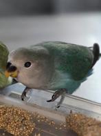 Agapornis roseicollis MAN van 10-10-2025, Dieren en Toebehoren, Vogels | Parkieten en Papegaaien, Mannelijk, Dwergpapegaai of Agapornis
