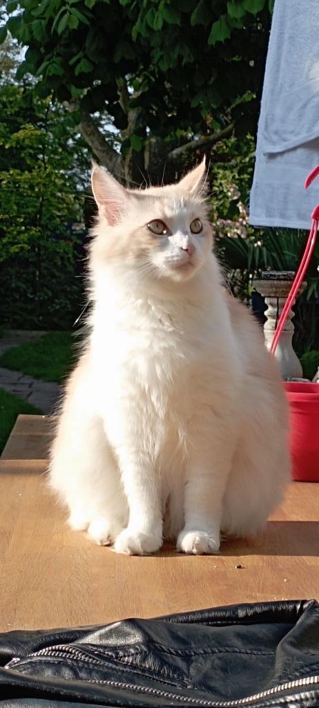 Goed tehuis gezocht voor maine coon dame, Dieren en Toebehoren, Katten en Kittens | Raskatten | Langhaar, Poes, 3 tot 5 jaar, Gechipt