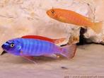 te koop Jonge labeotrofheus trawavasea tumbi west, Dieren en Toebehoren, Vissen | Aquariumvissen, Vis