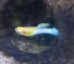 Endler guppen mannen japan blue blond, Dieren en Toebehoren, Vis