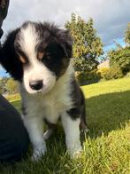 Border Collie pups, Rabiës (hondsdolheid), 8 tot 15 weken, Collie, Meerdere