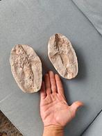 Prachtig Krijtvis Fossiel Duo - Marokko, Ophalen