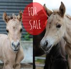 Twee merrieveulens fjord x arabier, Dieren en Toebehoren, Pony's, Merrie, 0 tot 2 jaar, Met stamboom, Recreatiepony