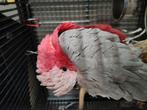 Rosé kaketoe, 4 jaar, man met toebehoren!, Dieren en Toebehoren, Vogels | Parkieten en Papegaaien, Mannelijk, Papegaai