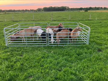 Robuuste vanghekken voor schapen beschikbaar voor biedingen